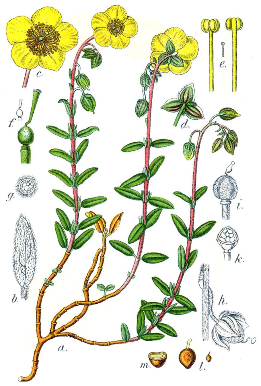 Salicornia europaea фото