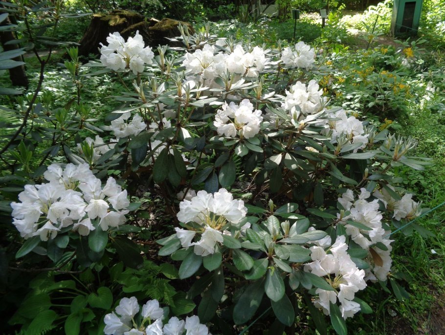 Rhododendron occidentale in California
