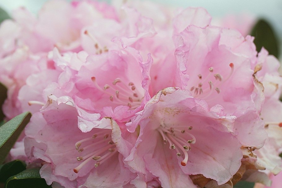 Рододендрон Фори Rhododendron fauriei