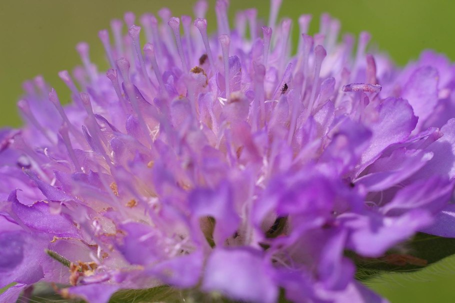 Короставник Македонский (Knautia Macedonica)