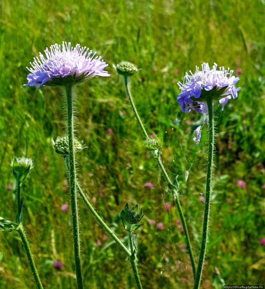 Короставник татарский Плантариум