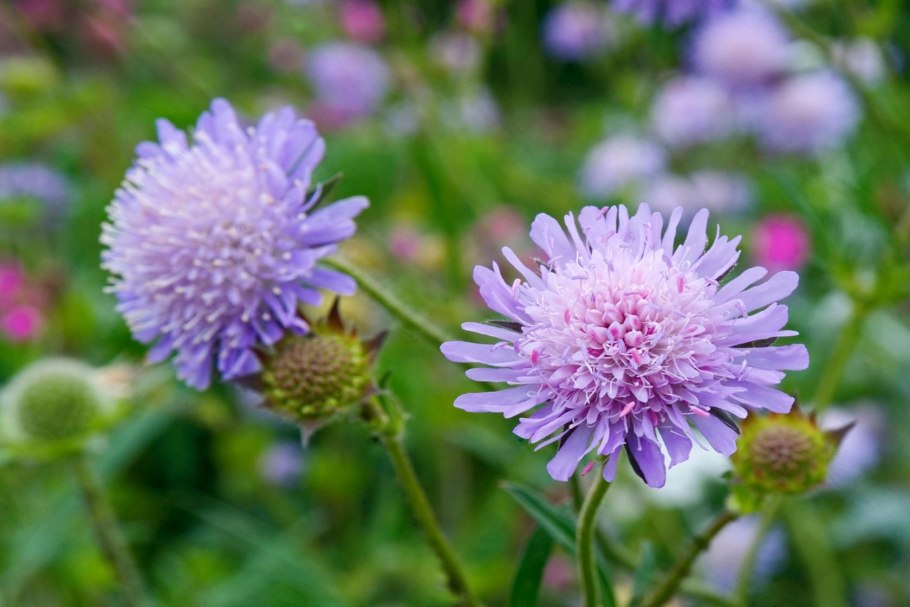 Короставник полевой (Knautia arvensis)