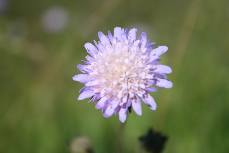 Короставник Македонский (Knautia Macedonica)