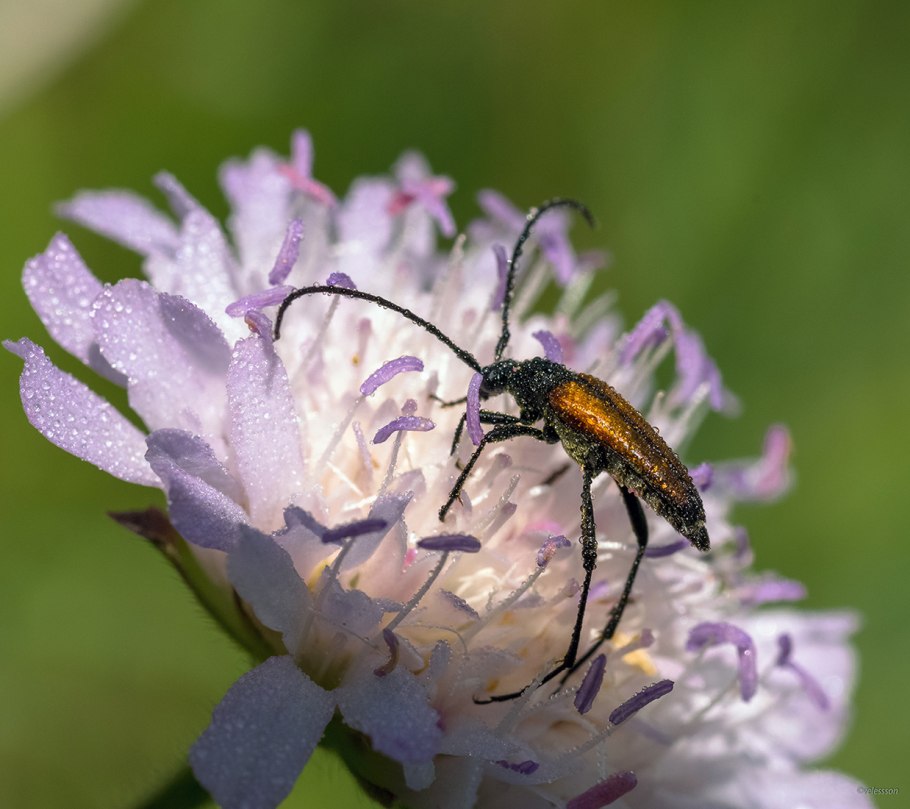 Короставник полевой (Knautia arvensis)
