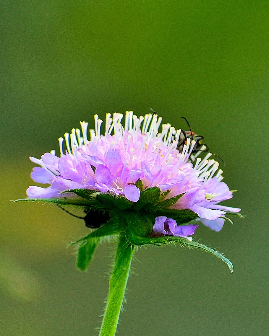 Короставник полевой