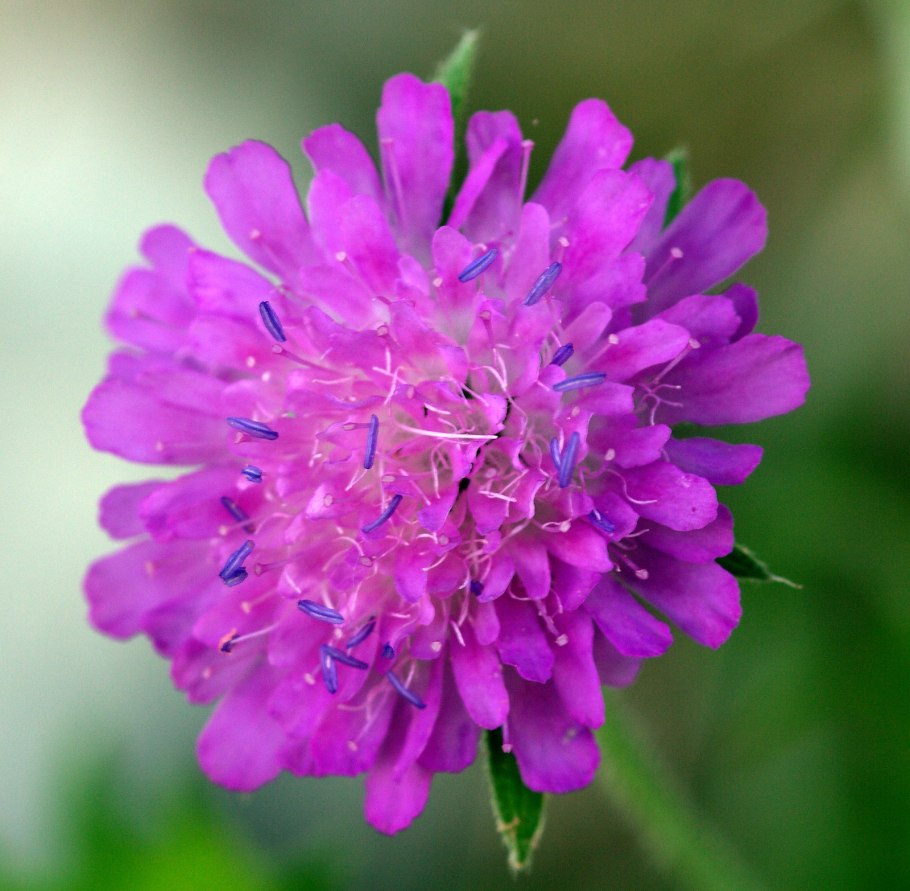 Короставник полевой (Knautia arvensis)