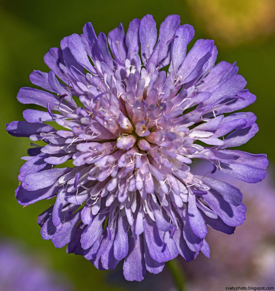 Scabiosa famma Кавказская