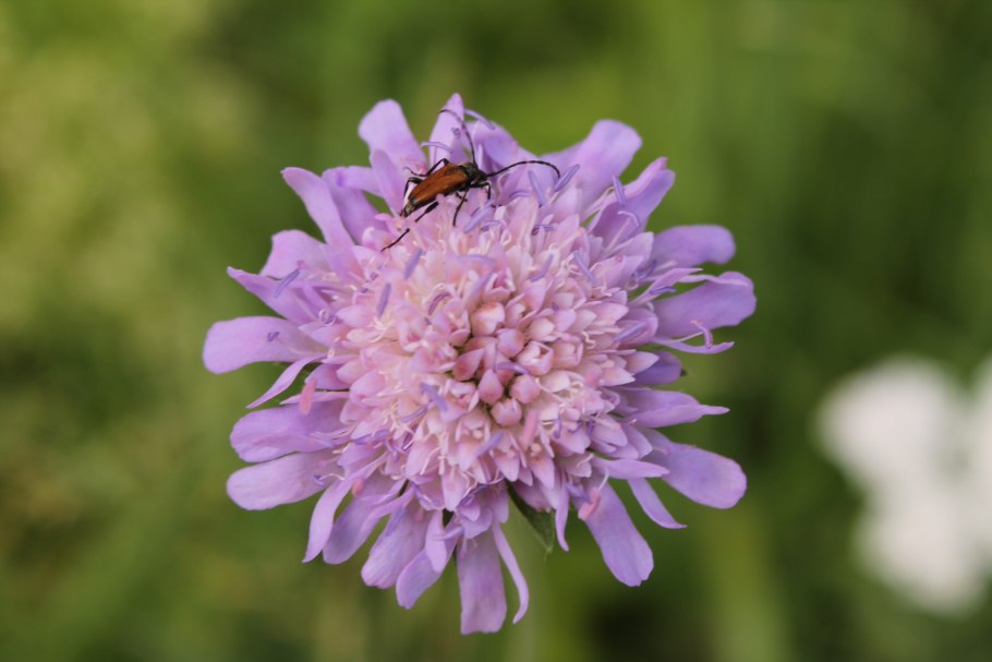 Короставник Knautia Macedonica Mars midget