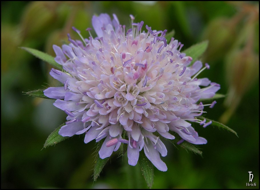 Короставник Македонский "Melton Pastels" (Knautia Macedonica)