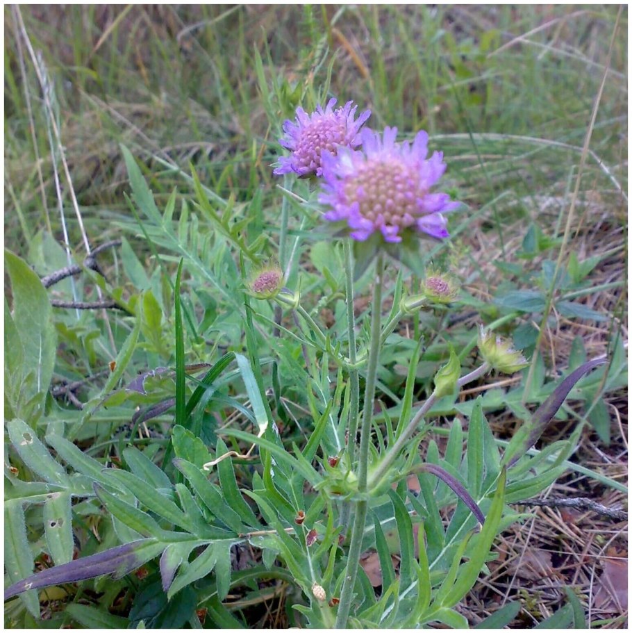 Короставник полевой