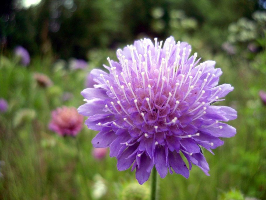 Короставник полевой (Knautia arvensis)