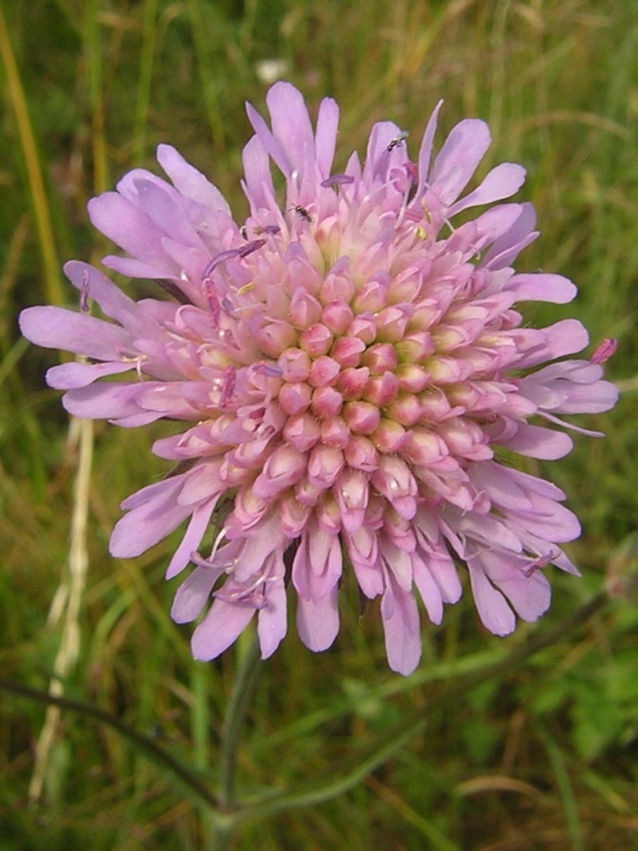 Трава короставник