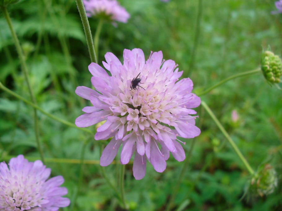 Короставник полевой (Knautia arvensis)