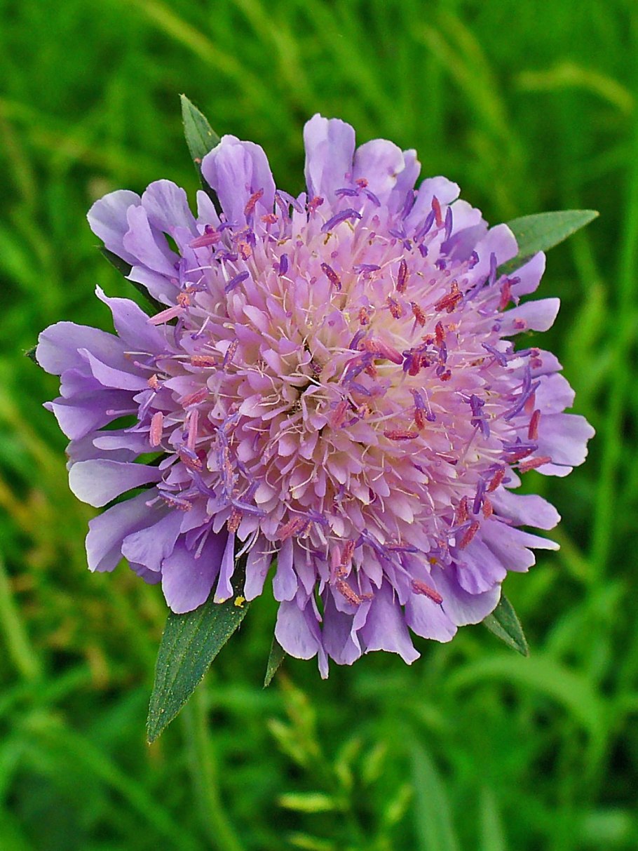Короставник полевой (Knautia arvensis)