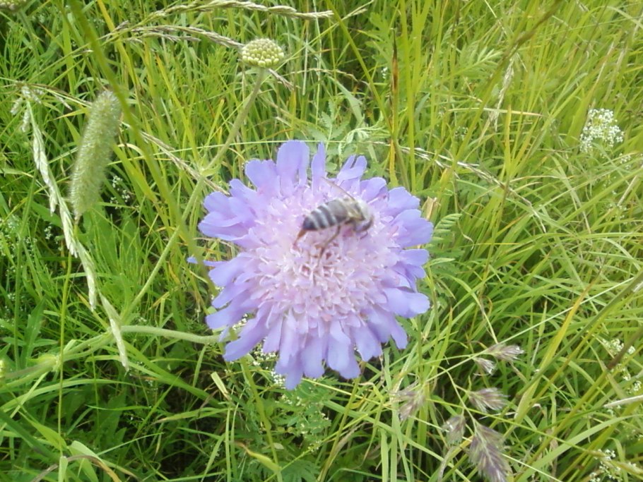 Короставник полевой лечебные свойства