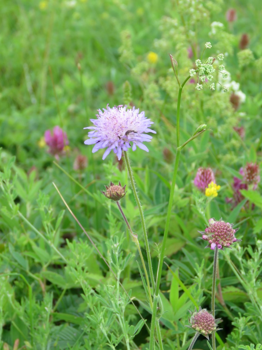 Короставник полевой