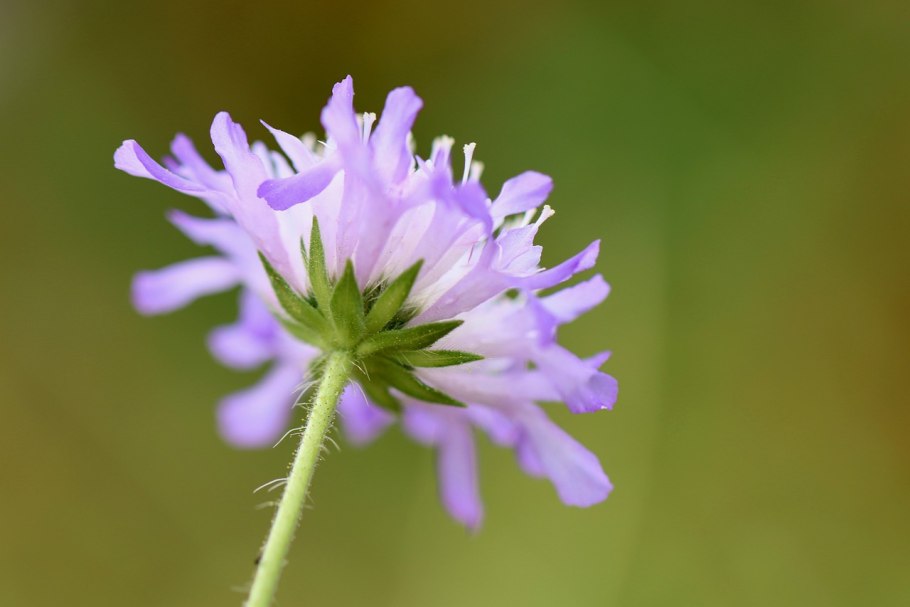 Короставник полевой (Knautia arvensis)
