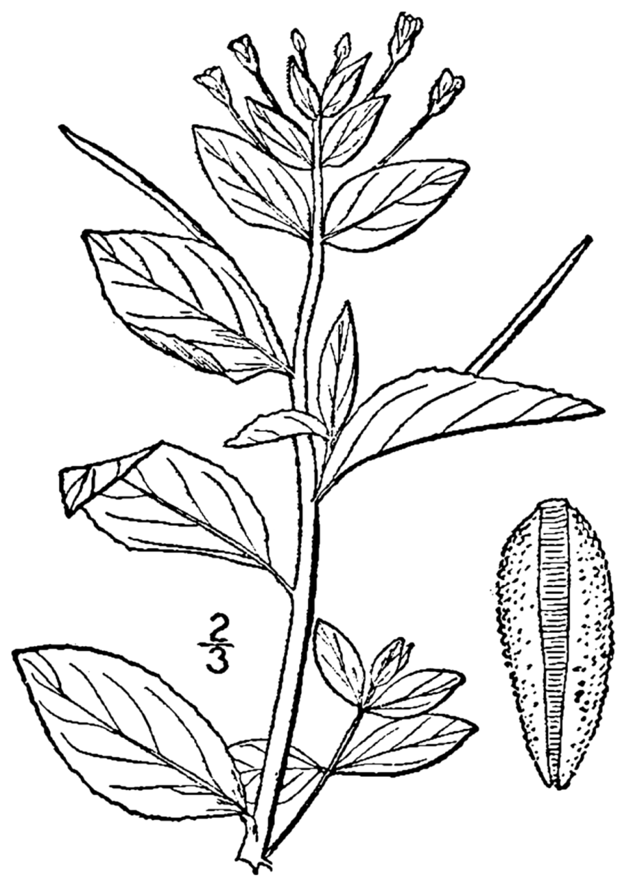 Кипрей узколистный Иван-чай