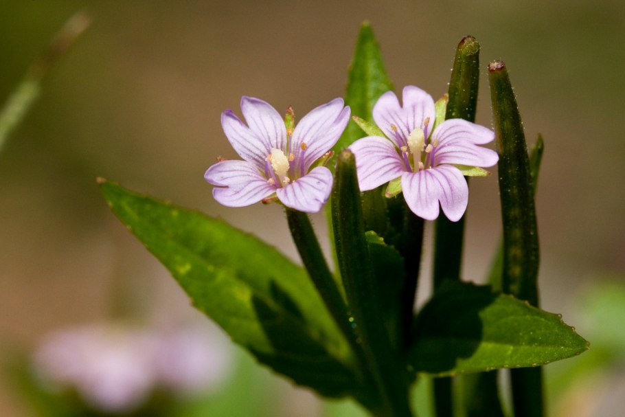 Плод кипрейных