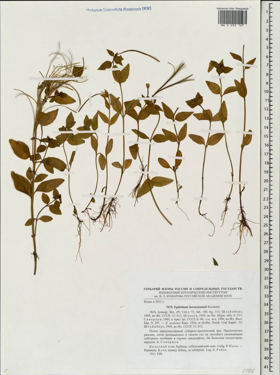 Кипрей широколистный