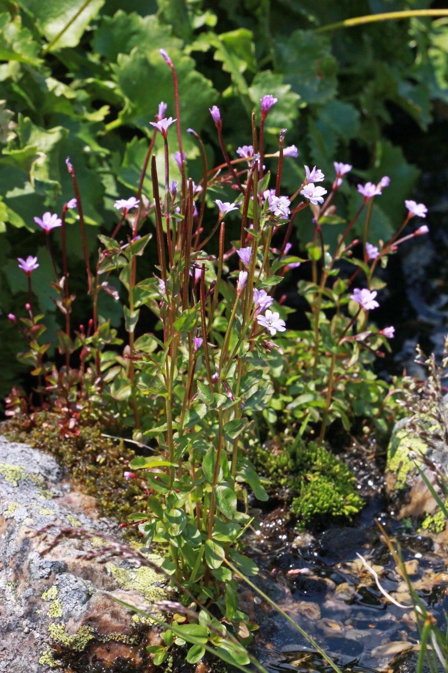 Epilobium hornemannii