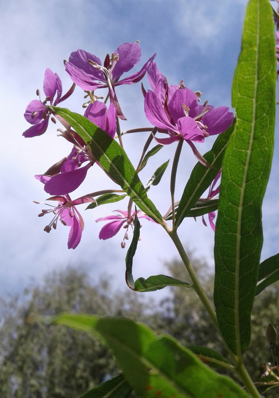 Кипрей узколистный лист
