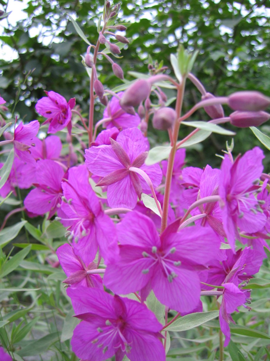 Кипрей узколистный белоцветковый