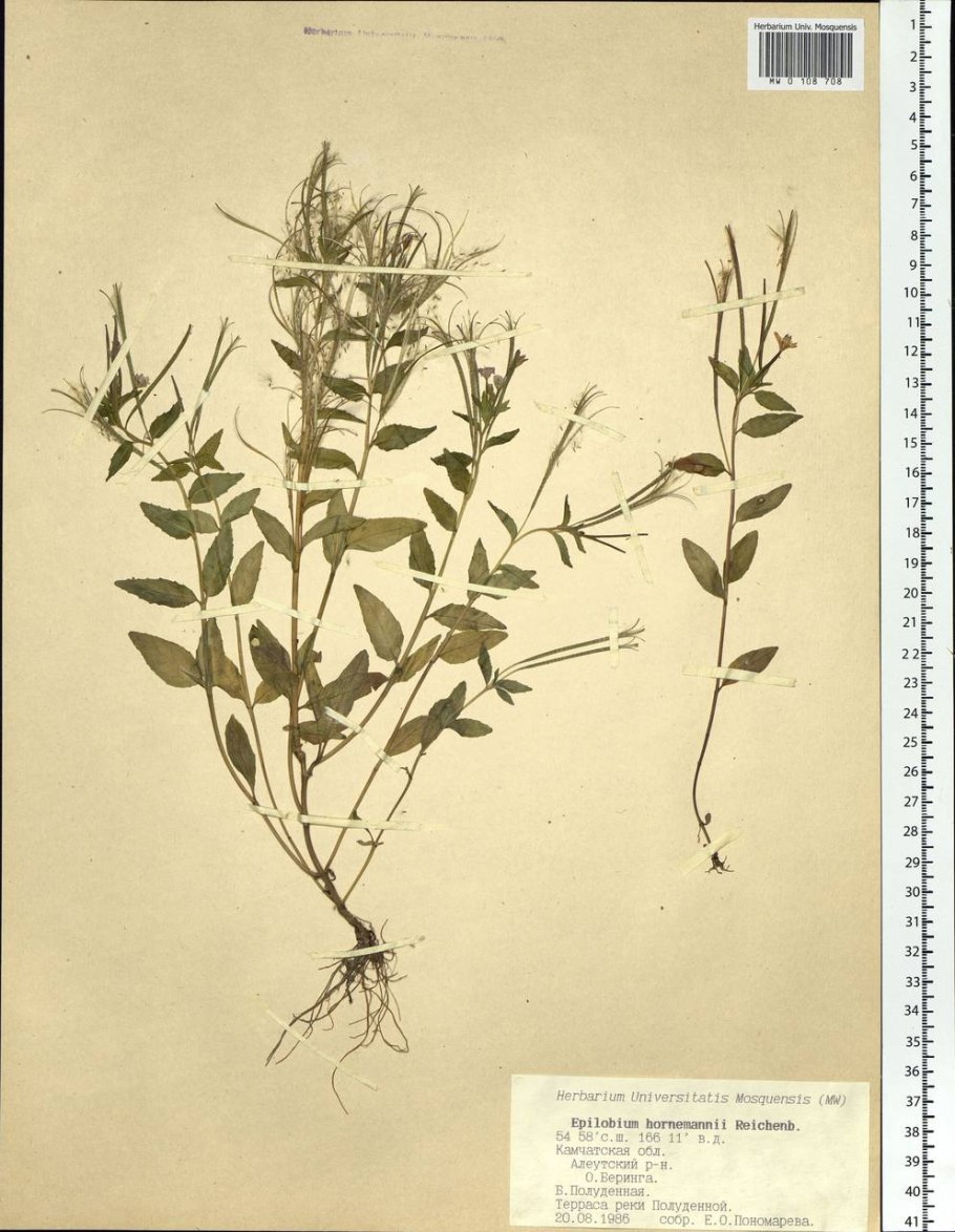 Кипрей узколистный