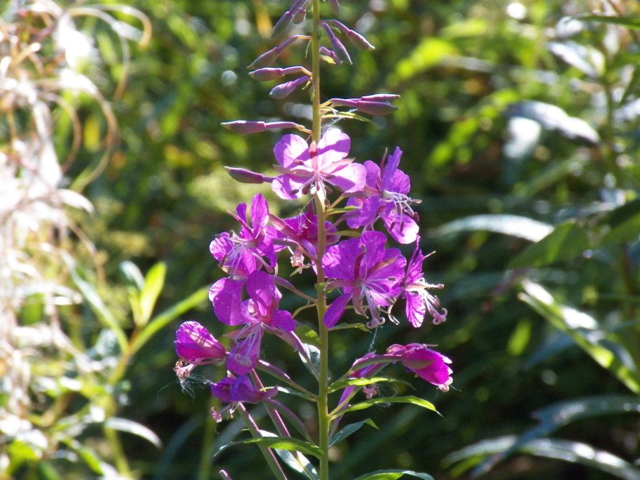 Кипрей широколистный