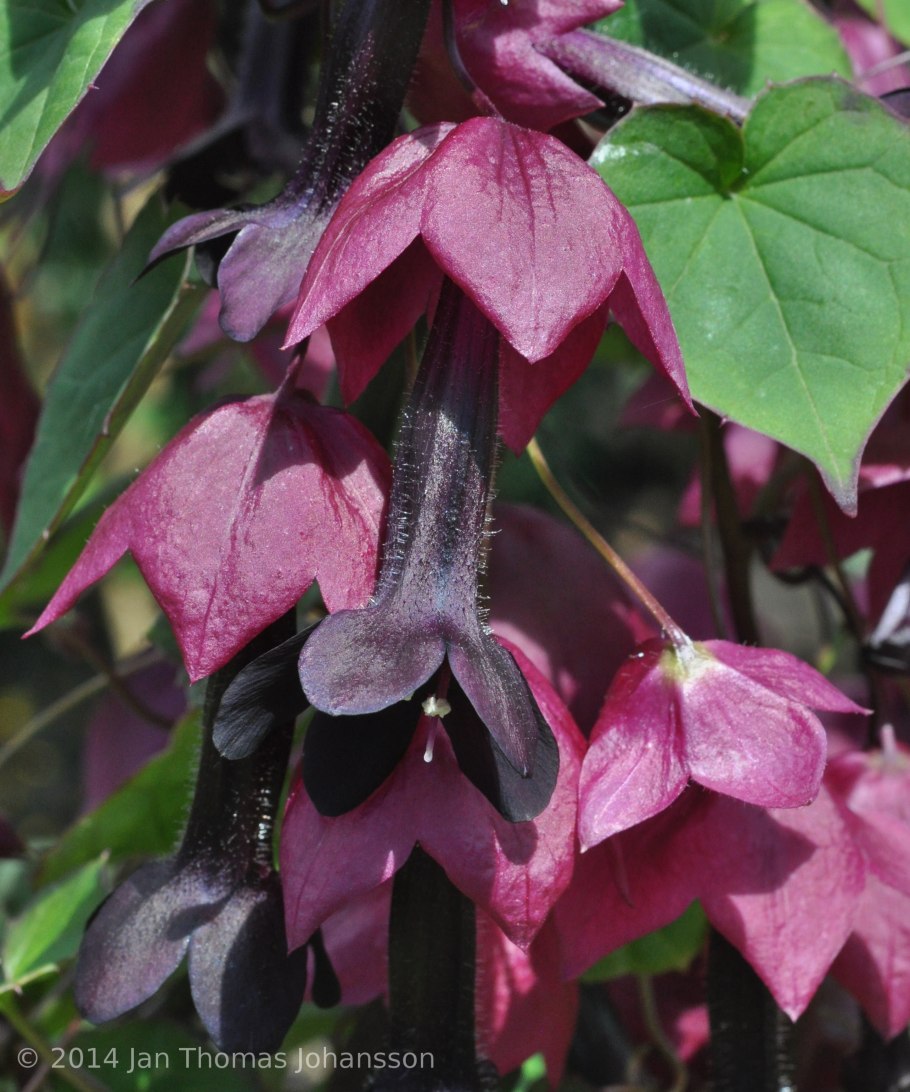 Родохитон Родос