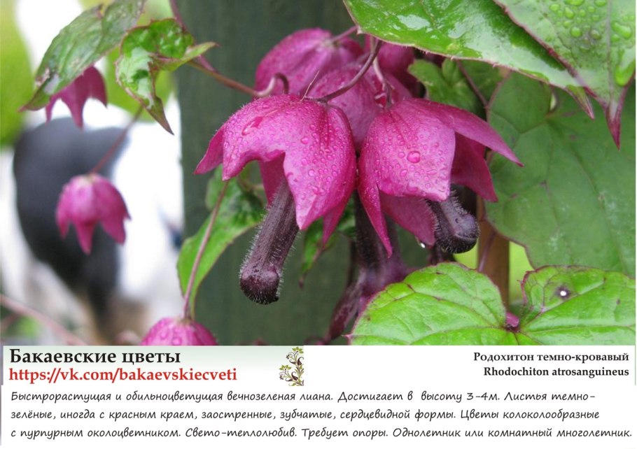 Родохитон пурпурный колокол