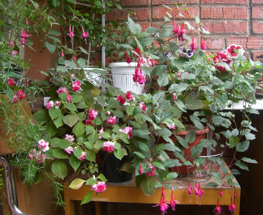 Родохитон китайские фонарики