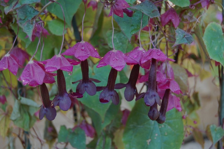 Родохитон Родос