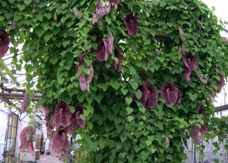 Ипомея пурпурная