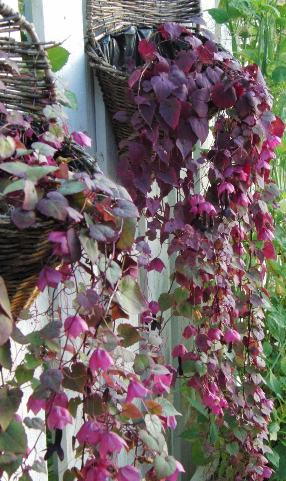 Родохитон китайские фонарики