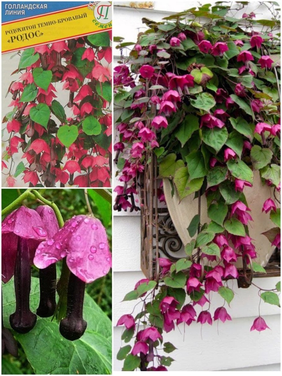 Родохитон пурпурный