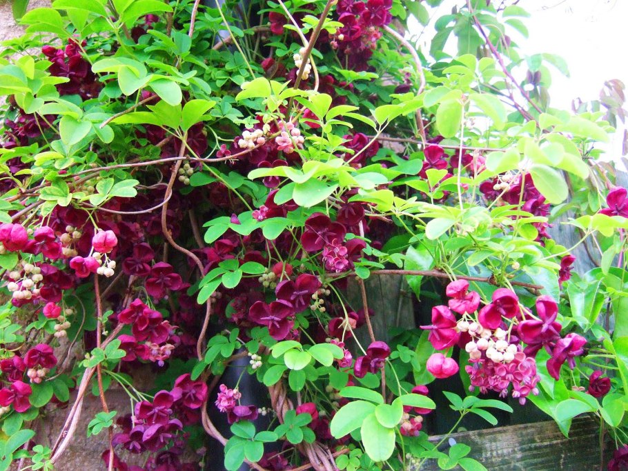 Растение фуксия ампельная