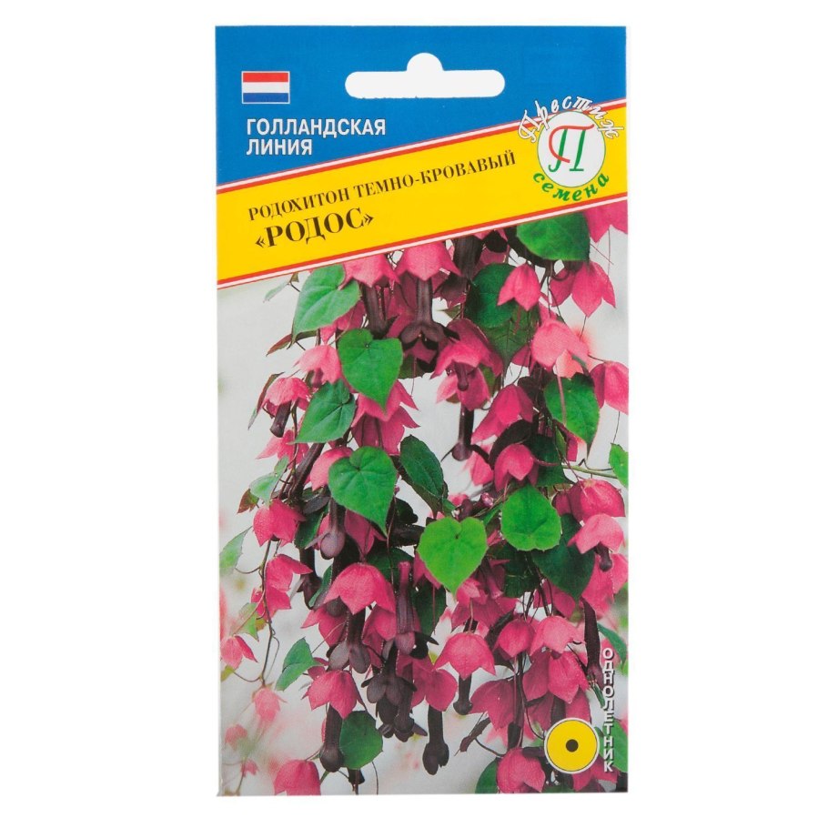Родохитон Purple Bells