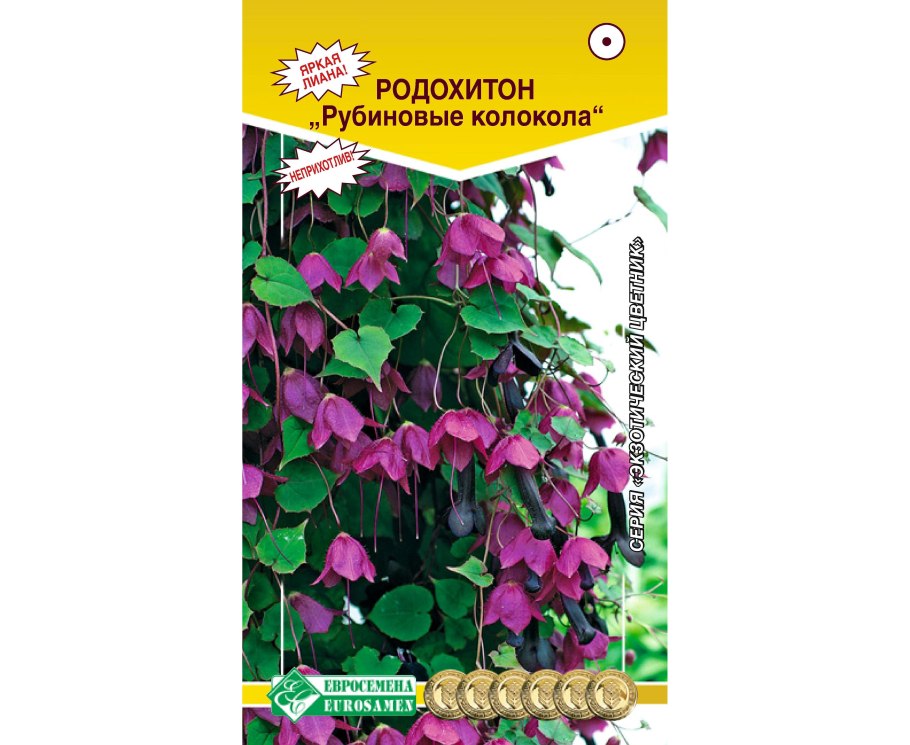 Фуксия ампельная