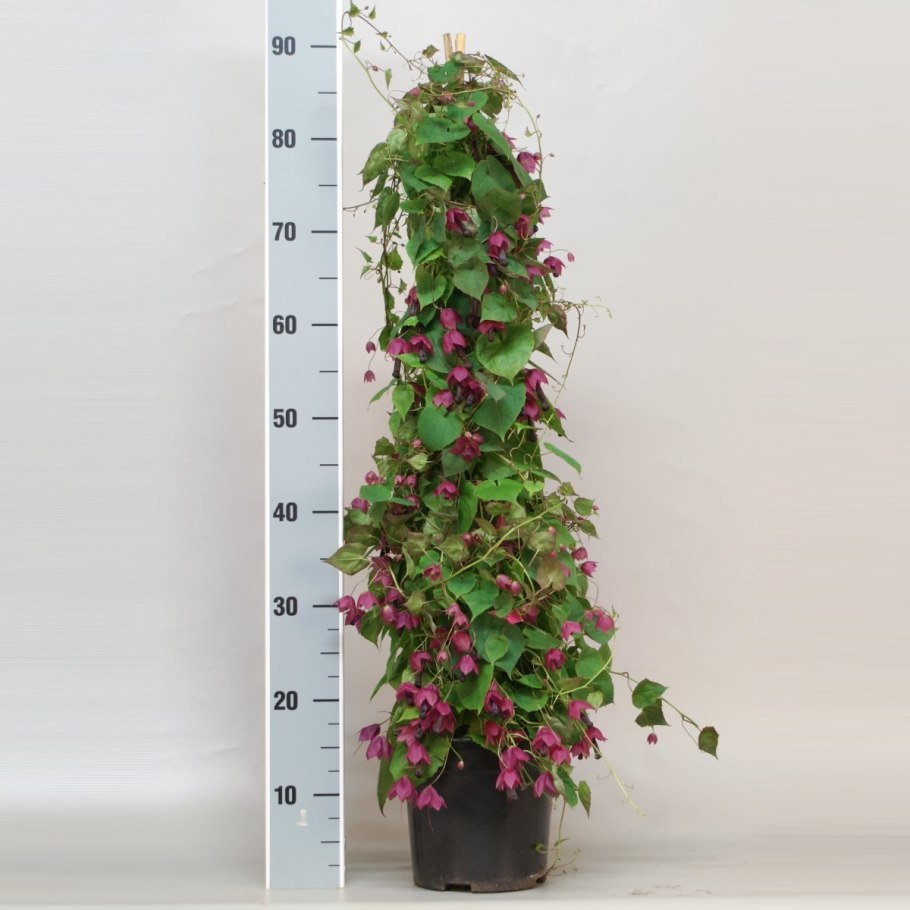 Цветок Родохитон