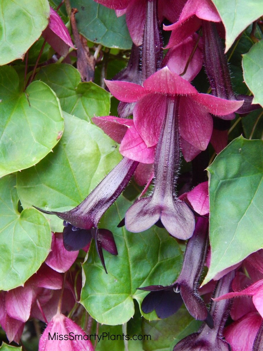 Родохитон рисунки на заборе