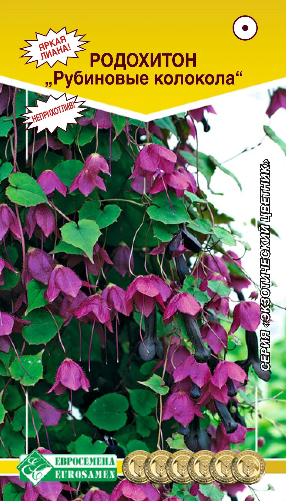 Ипомея пурпурная Лиана