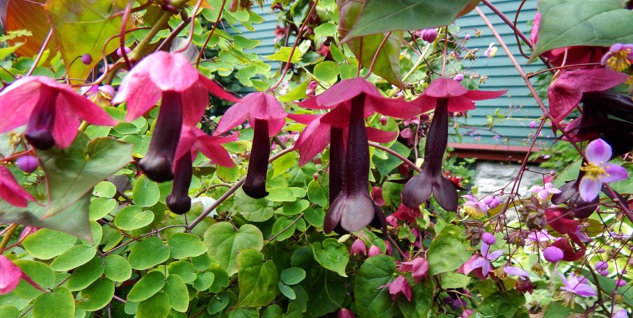 Лиана Родохитон