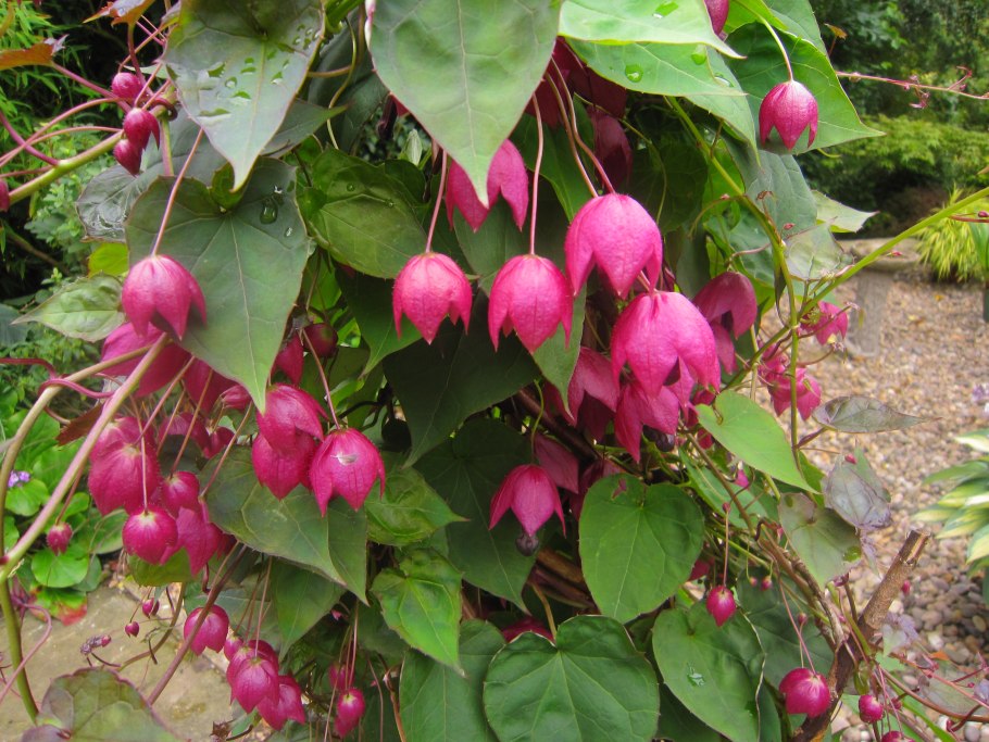 Родохитон китайские фонарики