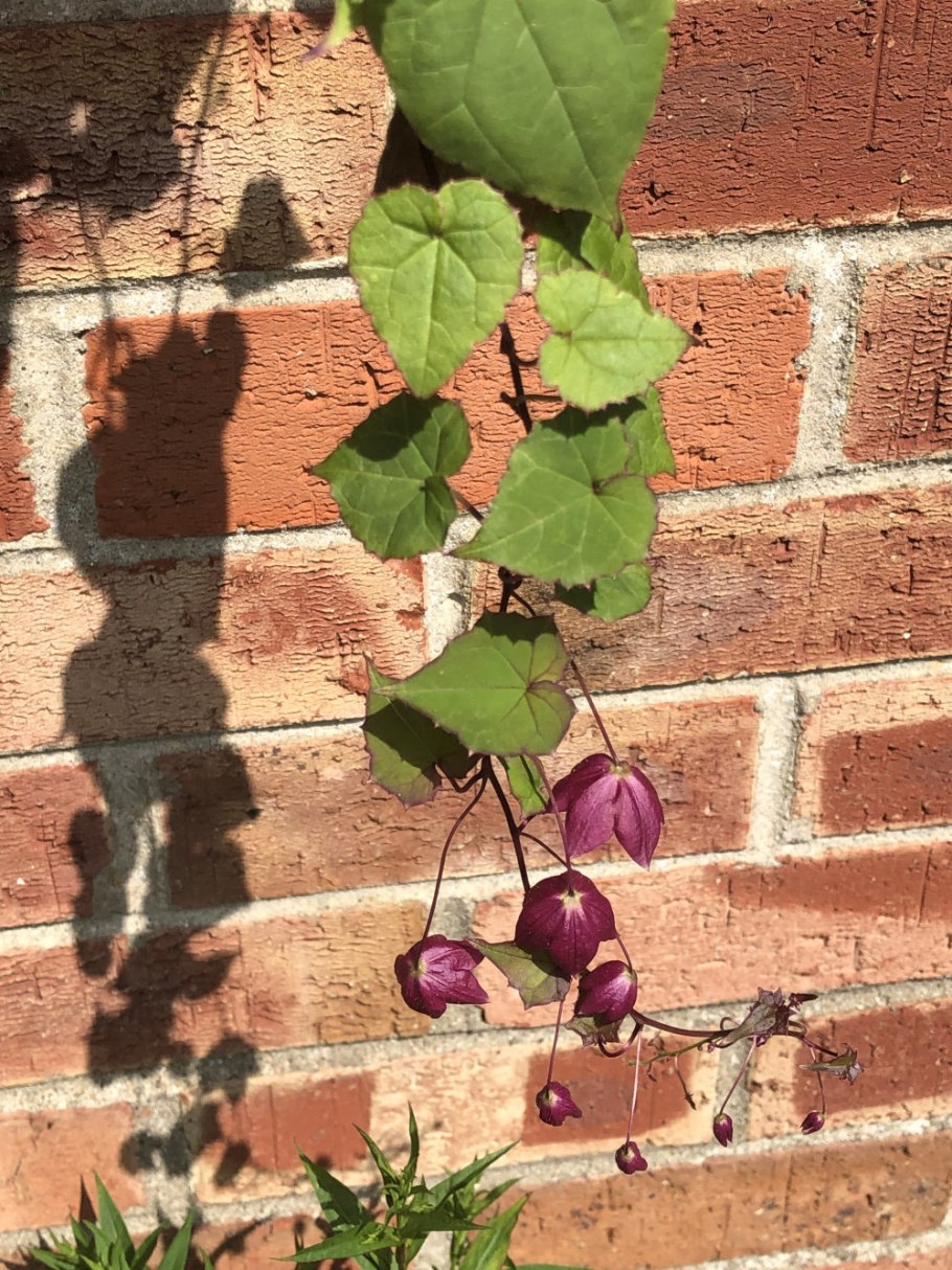 Rhodochiton atrosanguineus