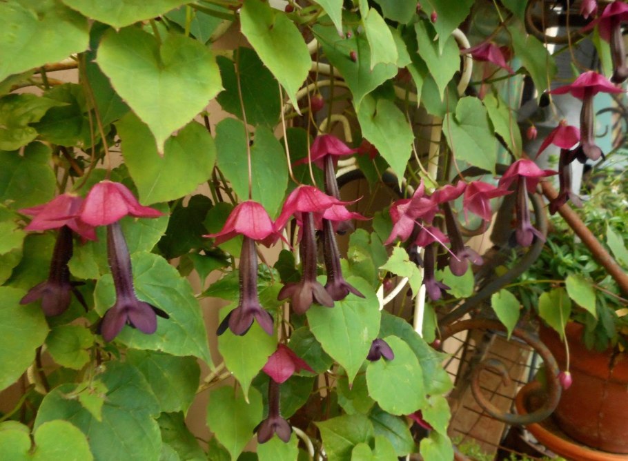 Rhodochiton atrosanguineus