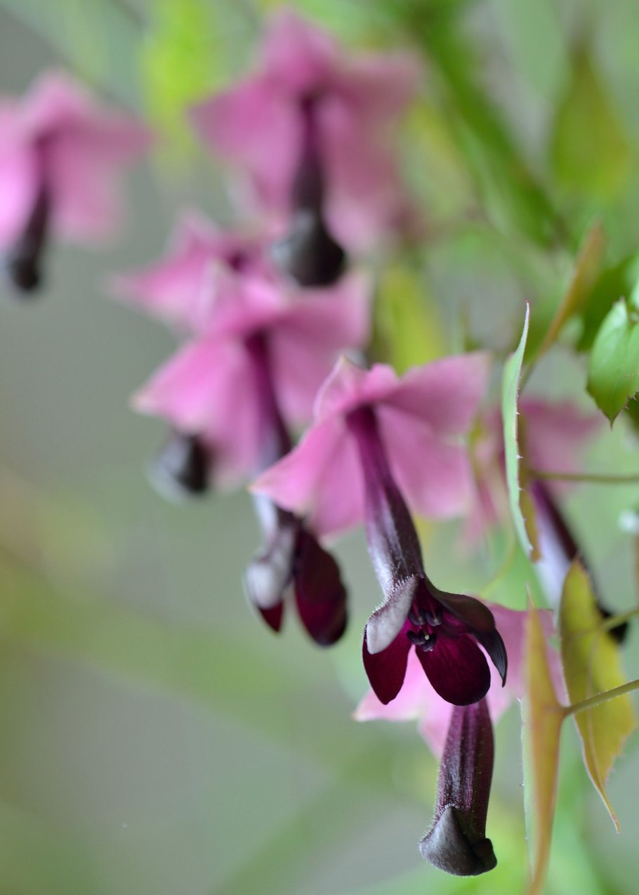 Родохитон размножение черенками