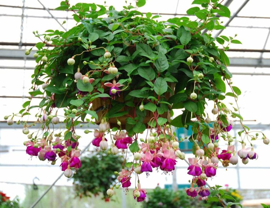 Долихос Лиана