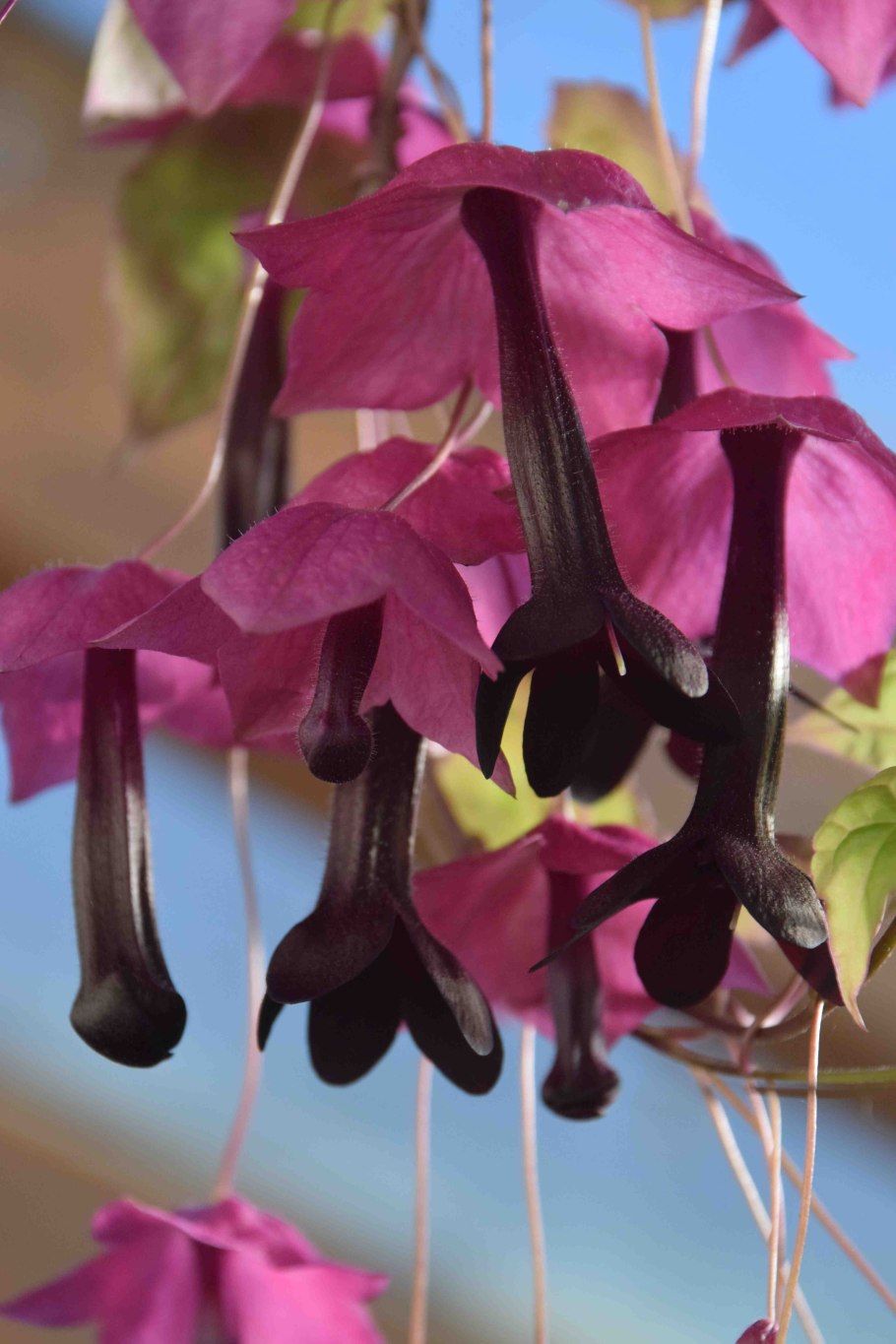 Родохитон Родос