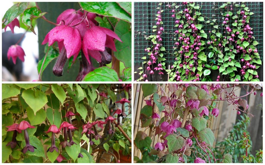 Родохитон китайские фонарики